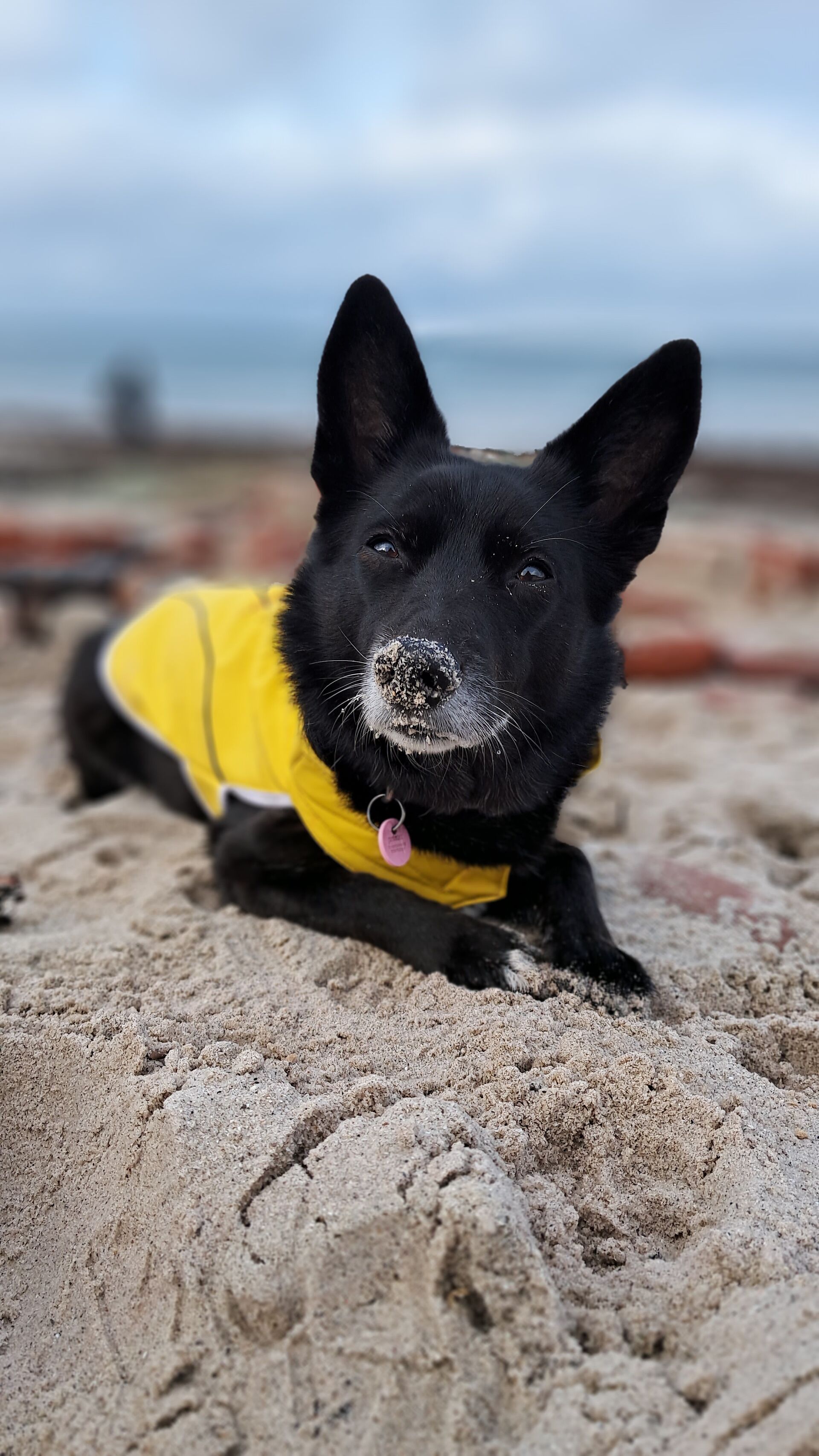 Ein schwarzer Hund liegt am Strand und schaut in die Kamera